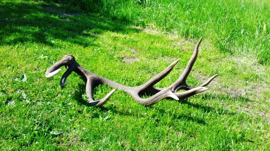 kamarátov 18 torák