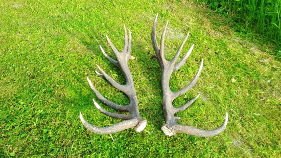 kamarátova krásna pára