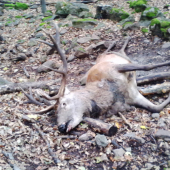 po súboji škoda ho