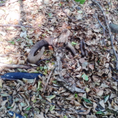 septembrový muflón