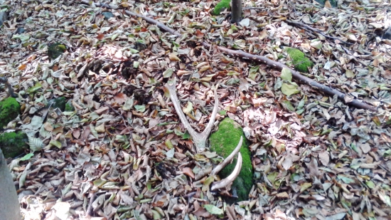 kamarátov augustový