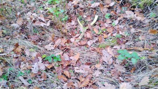 kamarátov zelenáč