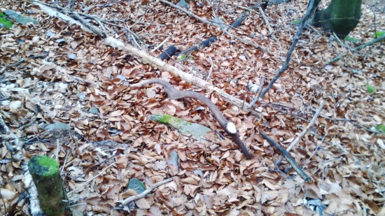 dnešná prechádzka