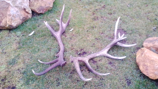 kamarátove rok ležali