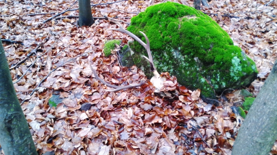 dnešný kamarátov úhyn