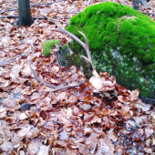 dnešný kamarátov úhyn