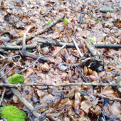 zo soboty kamarátov vlaňajší