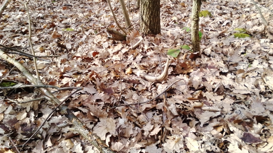 dnešná prechádzka