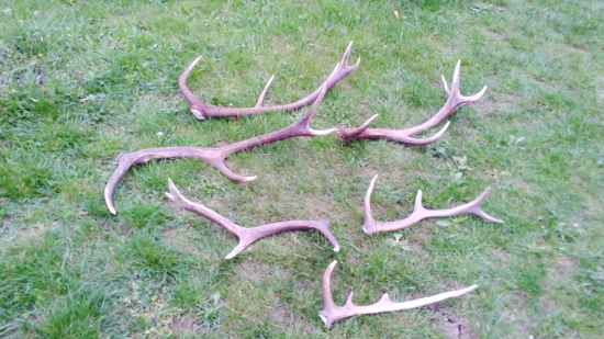 prechádzka s kamarátom