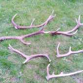 prechádzka s kamarátom