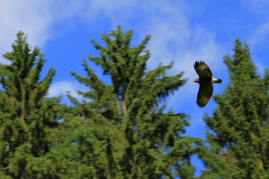 Myšiak hôrny (Buteo buteo)