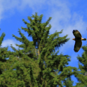 Myšiak hôrny (Buteo buteo)