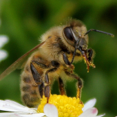 Včela medonosná (Apis mellifera)