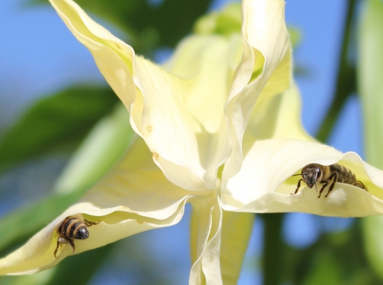 Anjelská trúba plná včiel