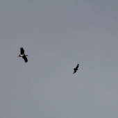 Bocian čierny vs. Myšiak hôrny