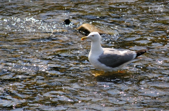 Čajka