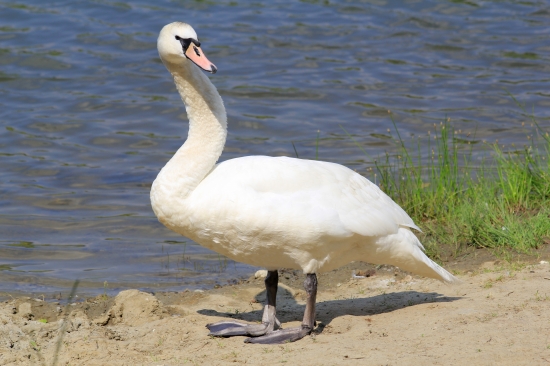 Labuť