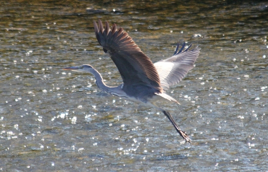 Volavka popolavá (Ardea cinerea)