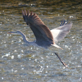 Volavka popolavá (Ardea cinerea)