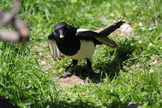 Prichytená pri čine