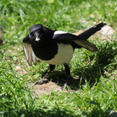 Prichytená pri čine