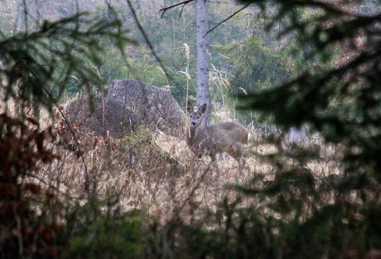 Tam niekde vzadu ...