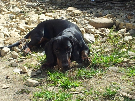 Tatranský durič- Endy