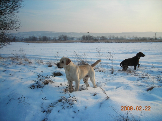 Moji Spoločníci č.2