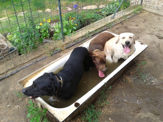 Meter labrador vo vode