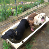 Meter labrador vo vode