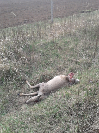 Nové oplotenie v revíru...