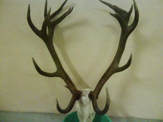 Jelen streleny pred rujou 216 bod.