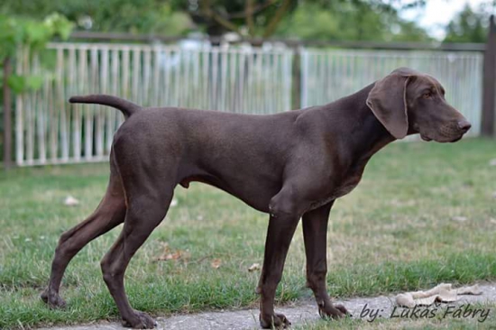 Adar Veram pri vystavovaní