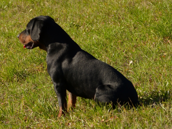 Astor spod Kamenickeho hradu