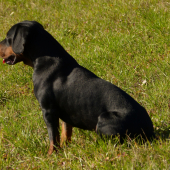 Astor spod Kamenickeho hradu