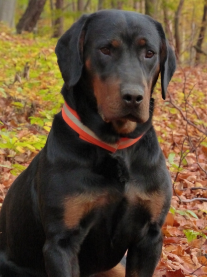 Astor spod Kamenickeho hradu