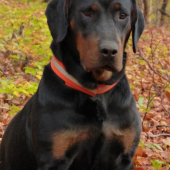 Astor spod Kamenickeho hradu