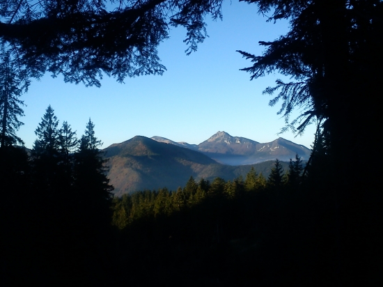 Orava