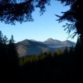 Orava