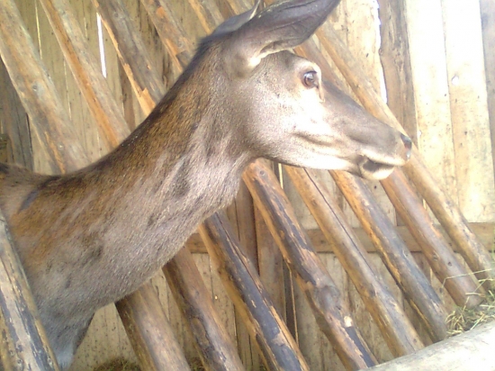 laň