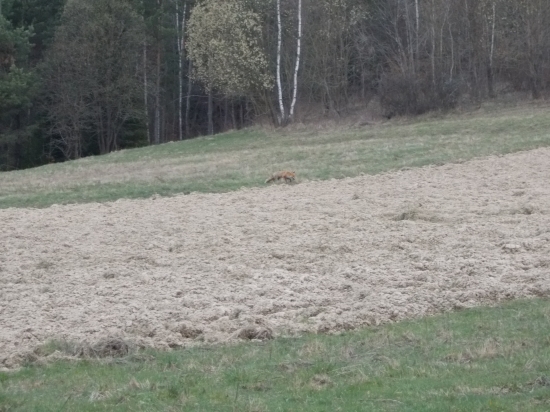 líška