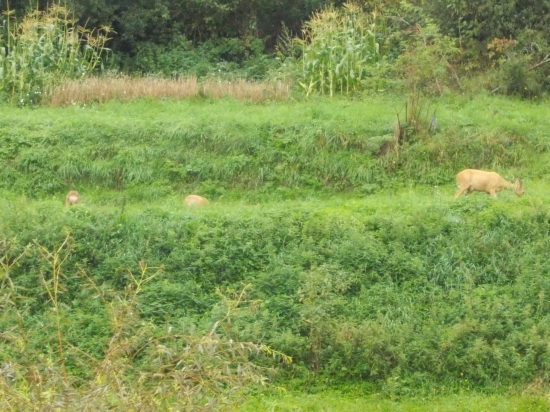 rodinka
