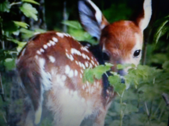 Bambi