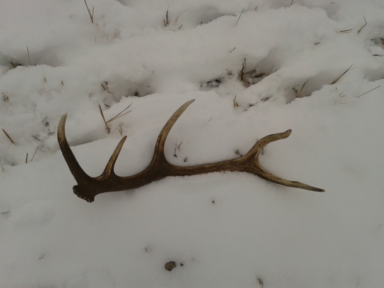 Jelením chodníčkom