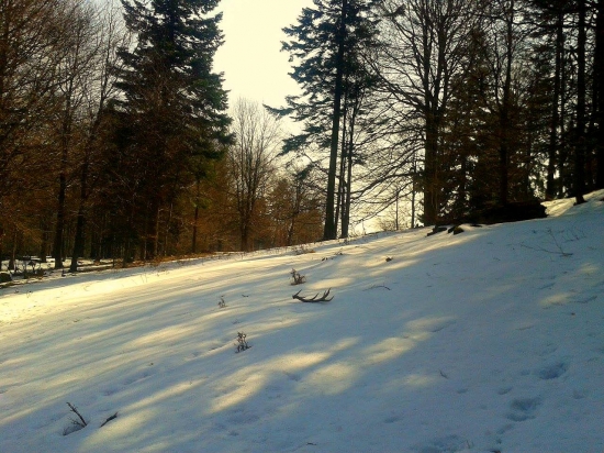 Srdce sa rozbúchalo