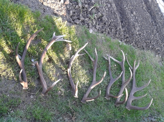 asi ztych poslednych