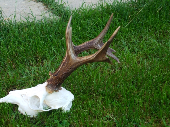 moj vlanajsi bronzovy