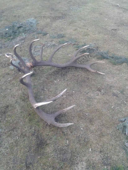 na spolocnej polovacke nasiel honec cca 205 bod  8=9 rok  16 torak