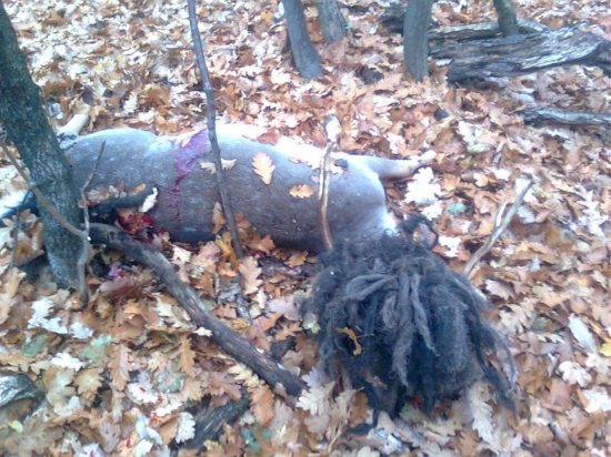 Zbavil som ho trápenia