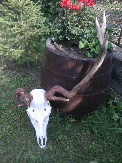 Nepravidelný korunový osmorák